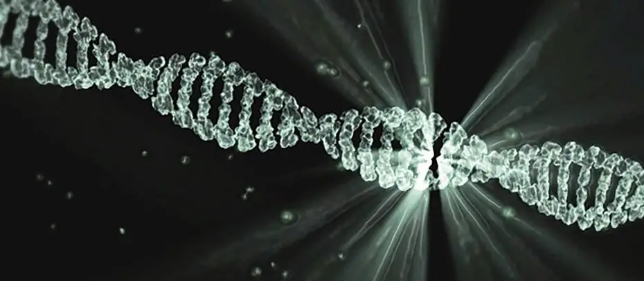 DNA DNS Aufbau und Struktur