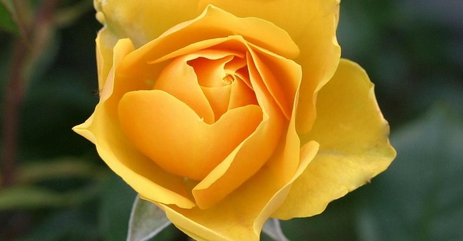 Gelbe Rose - Bedeutung, Anlass & Symbolik von Blumen
