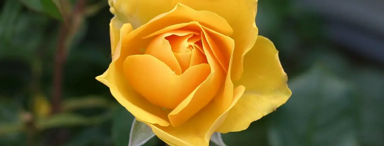 Gelbe Rose - Bedeutung, Anlass & Symbolik von Blumen