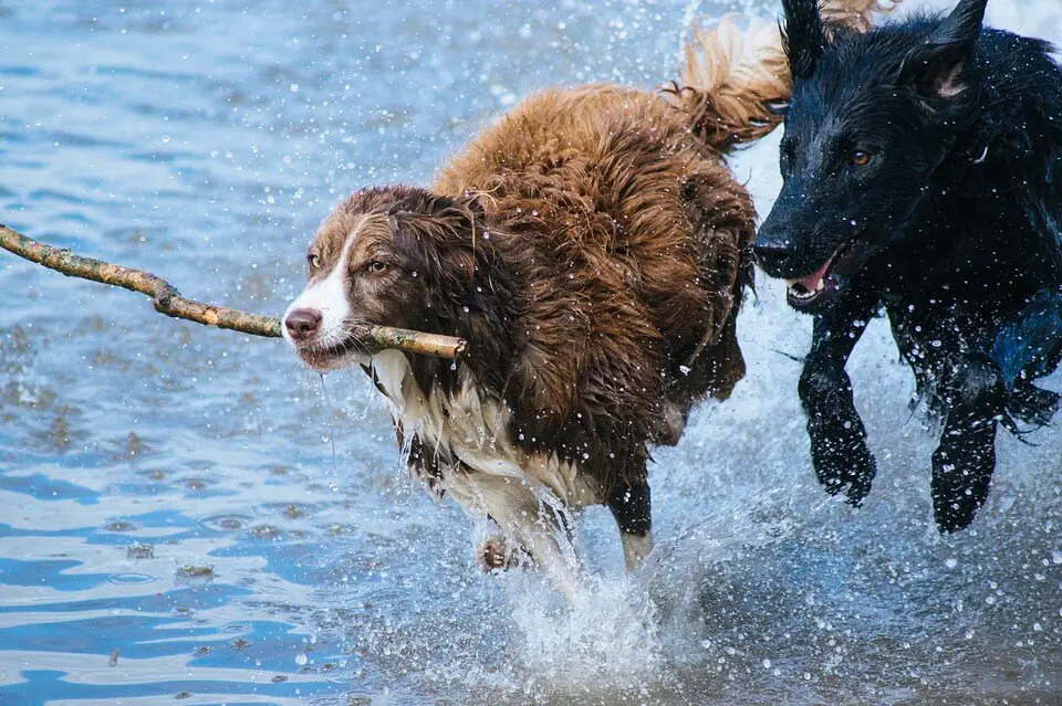 Wie Nennt Man Einen Weiblichen Mannlichen Hund