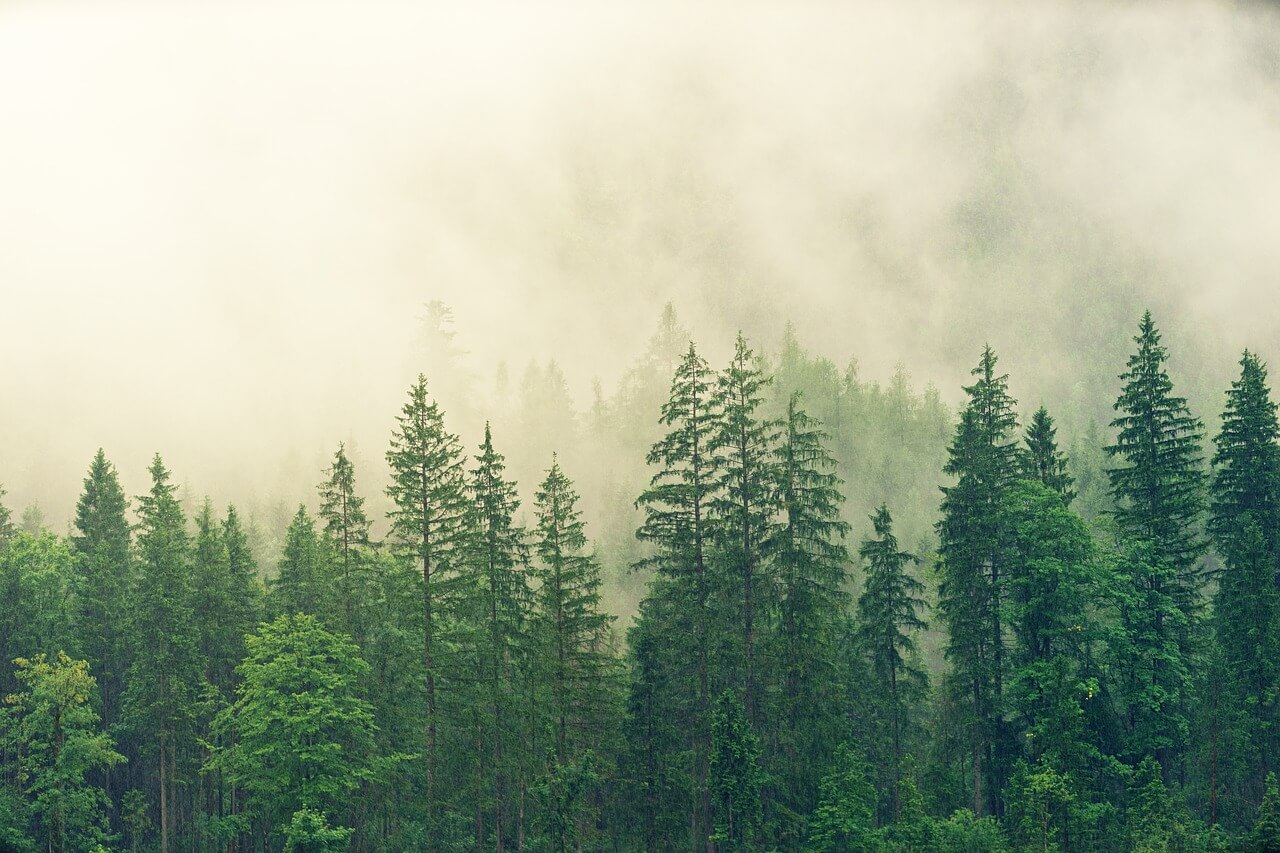 Bäume verbrauchen Kohlenstoffdioxid