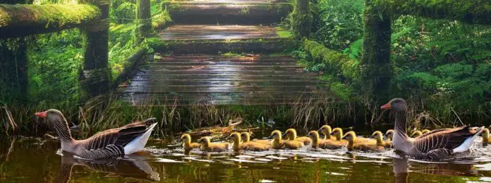 Was ist der Unterschied zwischen einer Ente Was ist der Unterschied zwischen einer Ente