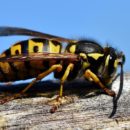 Was machen Wespen im Winter? Aufklärung der Überwinterung