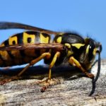 Was machen Wespen im Winter? Aufklärung der Überwinterung