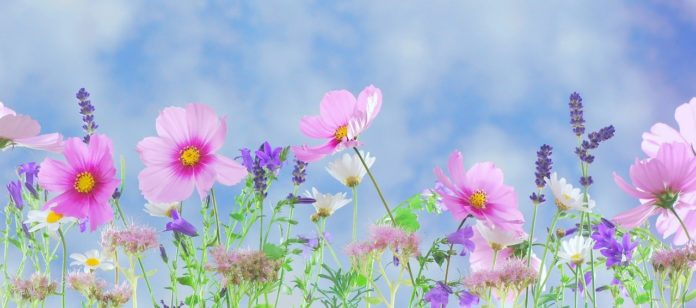 Was ist Einhäusig, Zweihäusig und Zwitterblüte in Biologie Was ist Einhäusig, Zweihäusig und Zwitterblüte in Biologie