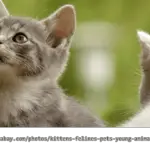 Katze & Kater zusammen halten - Tipps & Wissenswertes