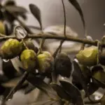 Olivenbaum erfroren - was kann man nun tun