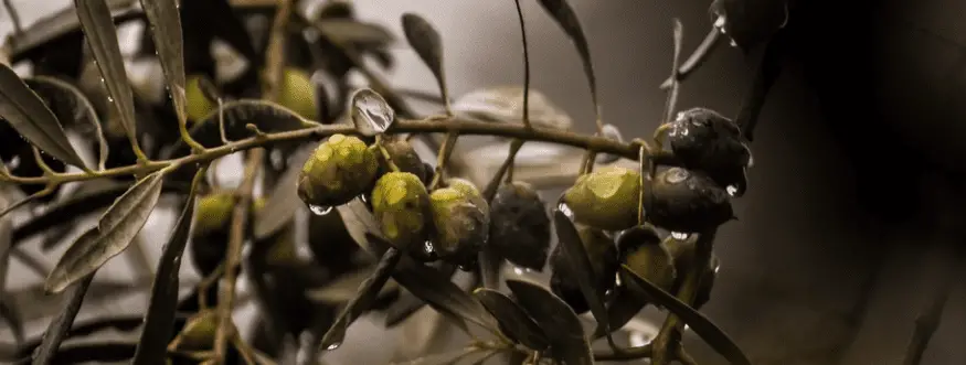Olivenbaum erfroren - was kann man nun tun? - Aufklärung