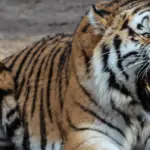 Tiger vs Löwe - wer ist stärker & würde gewinnen? - Aufklärung