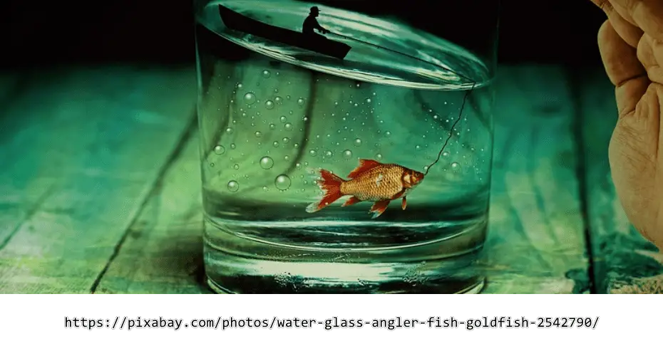 Goldfisch im Glas halten - ist das artgerecht