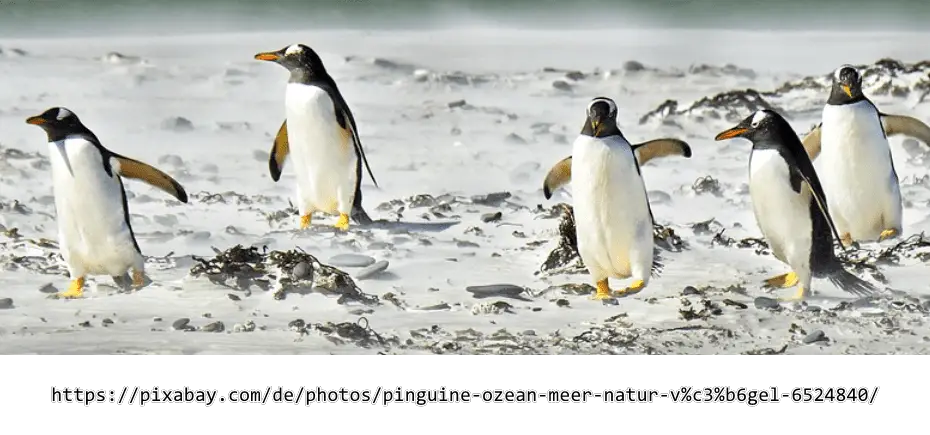 Haben Pinguine Knie