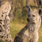 Hyäne als Haustier halten - geht das? - Aufklärung