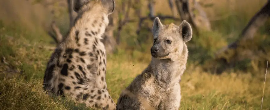 Hyäne als Haustier halten - geht das