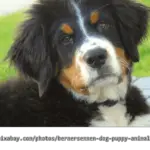 Labrador/Bernersennen Mix - diese Eigenschaften haben die Hunde