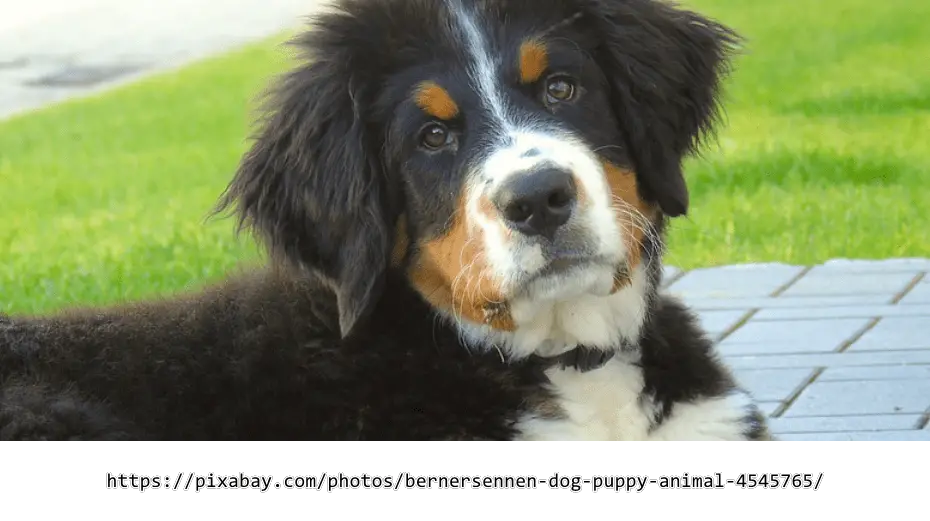 Labrador/Bernersennen Mix - diese Eigenschaften haben die Hunde