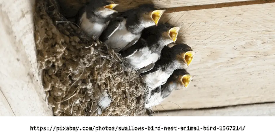 Maßnahmen gegen Schwalben & ihre Nester - Anleitung