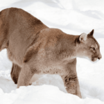 Puma, Panther & Jaguar - Unterschiede & Gemeinsamkeiten