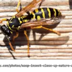 Schwarze Wespe - ist sie besonders gefährlich?