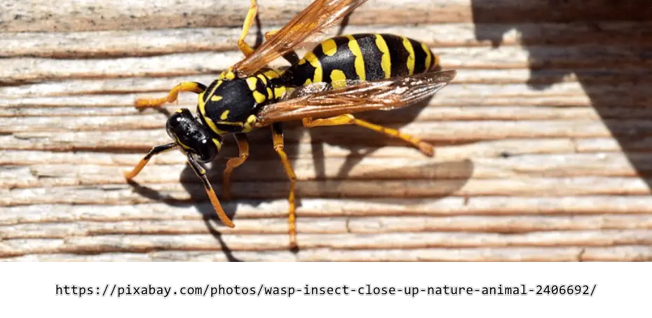Schwarze Wespe - ist sie besonders gefährlich