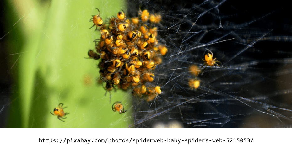 Spinnennest entfernen - Hausmittel, Tipps & Anleitung