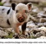 Wie alt werden Schweine in der Natur & in der Haltung? - Aufklärung