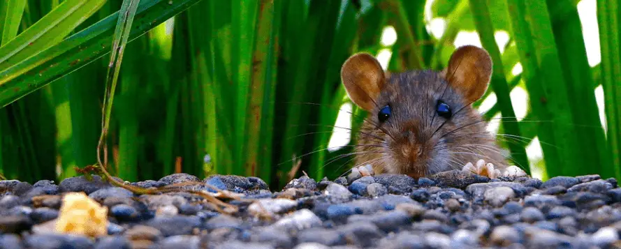 Wühlratte im Garten vertreiben/bekämpfen - Anleitung