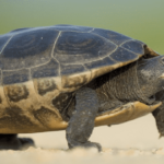 Schildkröten ohne Panzer - geht das & gibt es das