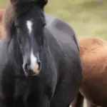 Wieviele Rippenpaare hat ein Pferd