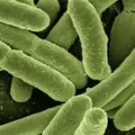 Bakterien & Viren - was ist der Unterschied?