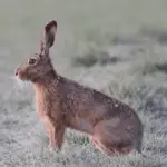 Hase & Kaninchen - was ist der Unterschied?