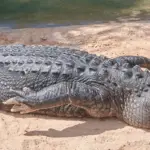 Krokodil & Alligator - was ist der Unterschied?