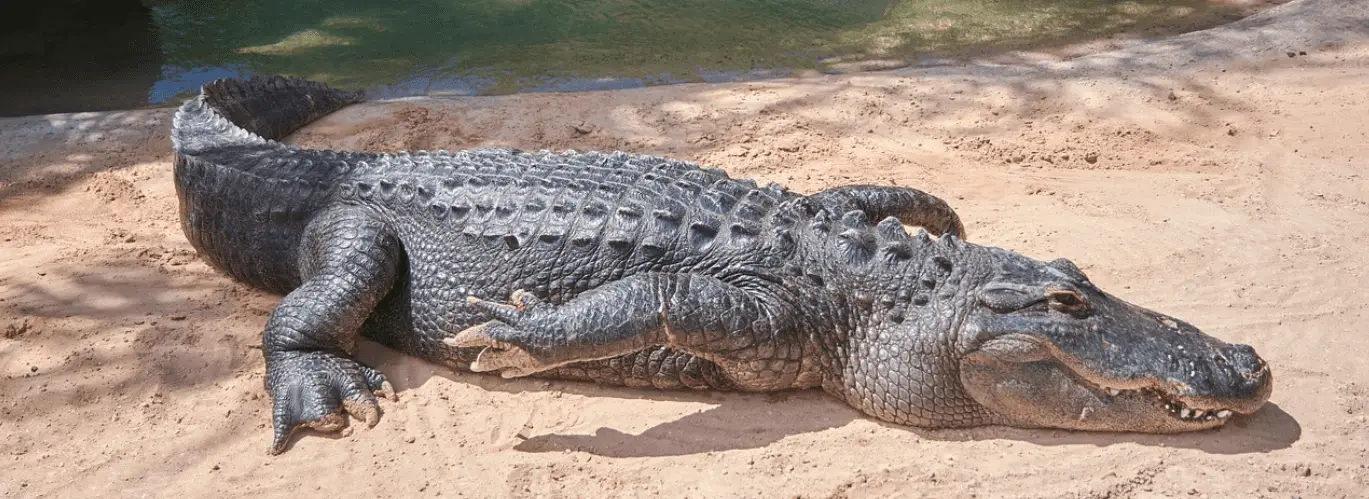 Alligator