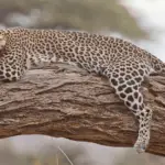 Gepard & Leopard - was ist der Unterschied?