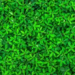 Warum sind Blätter grün? - einfache Erklärung