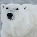 Warum sind Eisbären weiß
