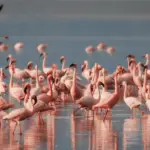Warum sind Flamingos rosa? - Aufklärung
