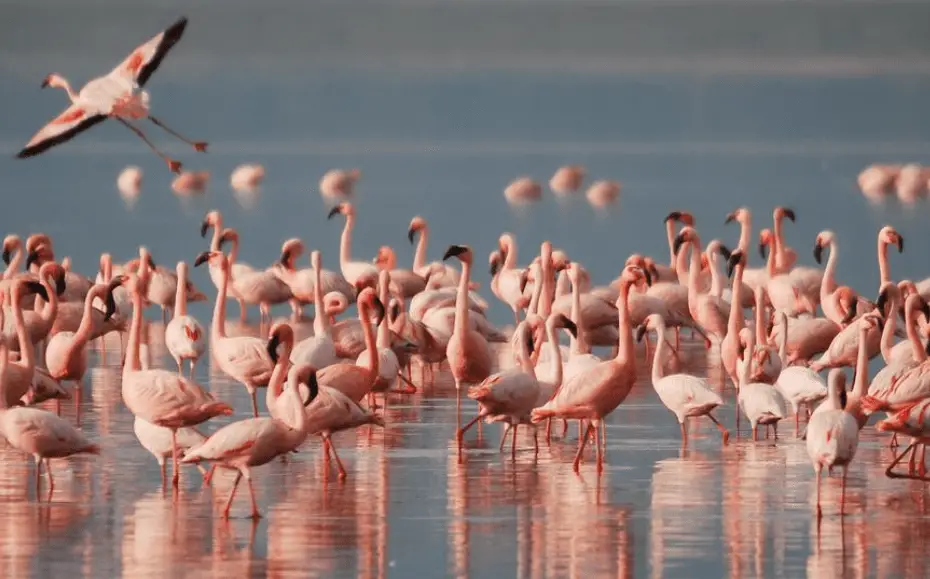 Warum sind Flamingos rosa