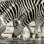 Warum sind Zebras gestreift? - Aufklärung