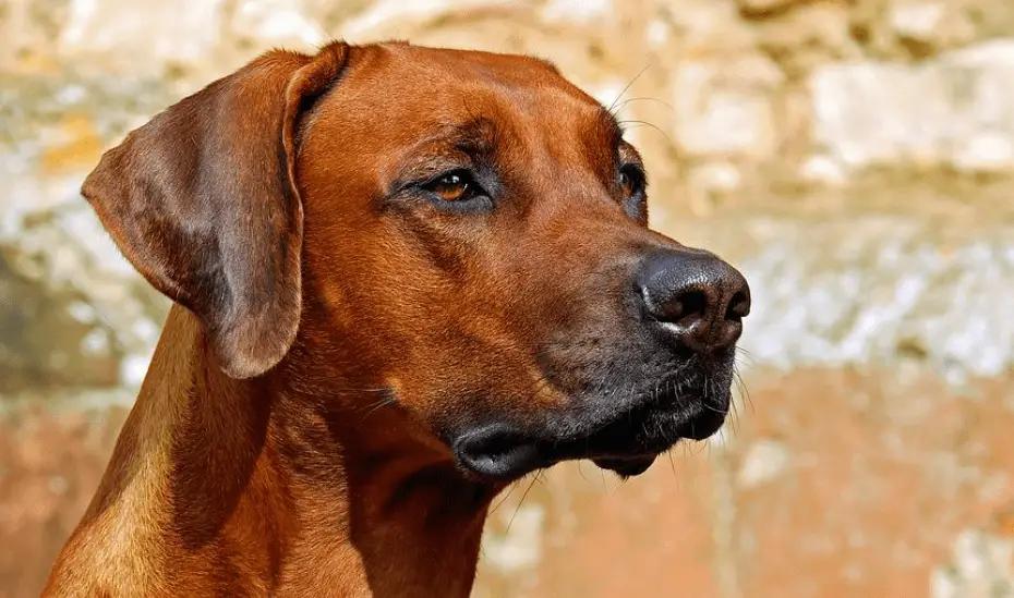 Was ist ein Anlagehund