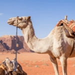 Was kostet ein Kamel? Kostenaufstellung & Unterhalt